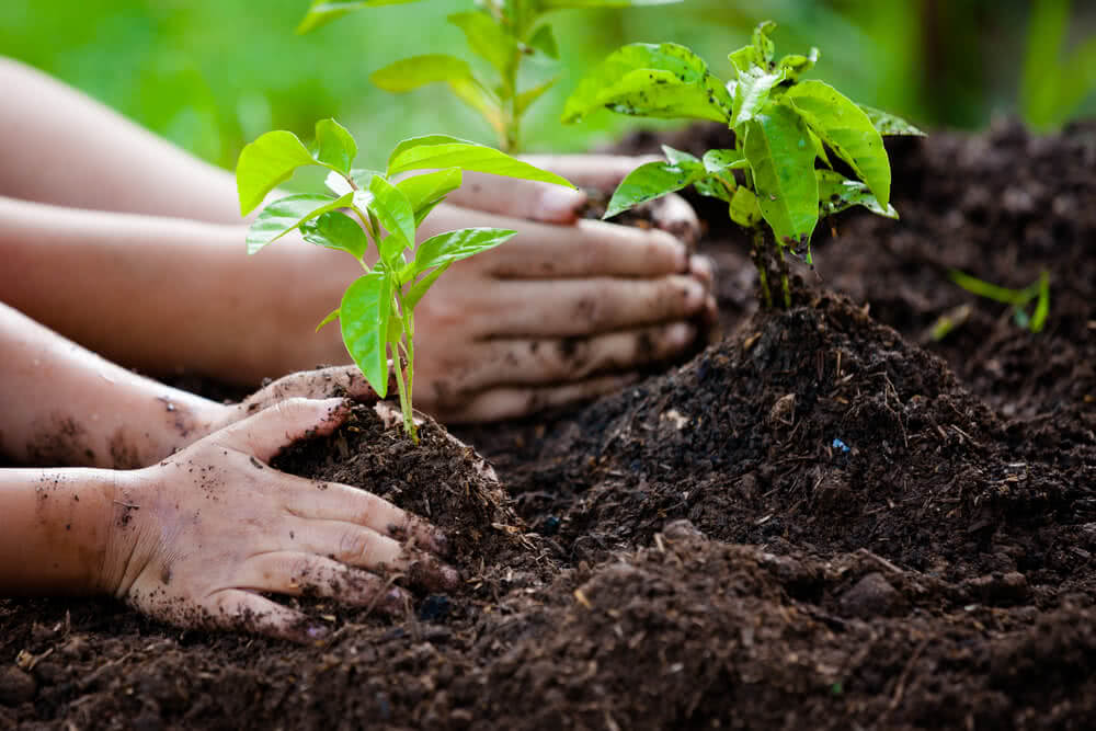 Tree plantation drive